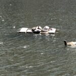 Life, Acceptance, Resourcefulness, Lessons from Turtles